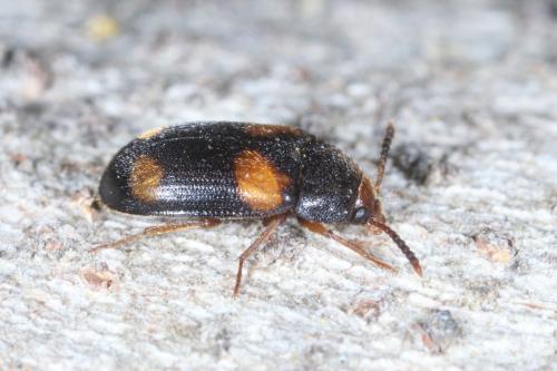 Mycetophagus quadripustulatus